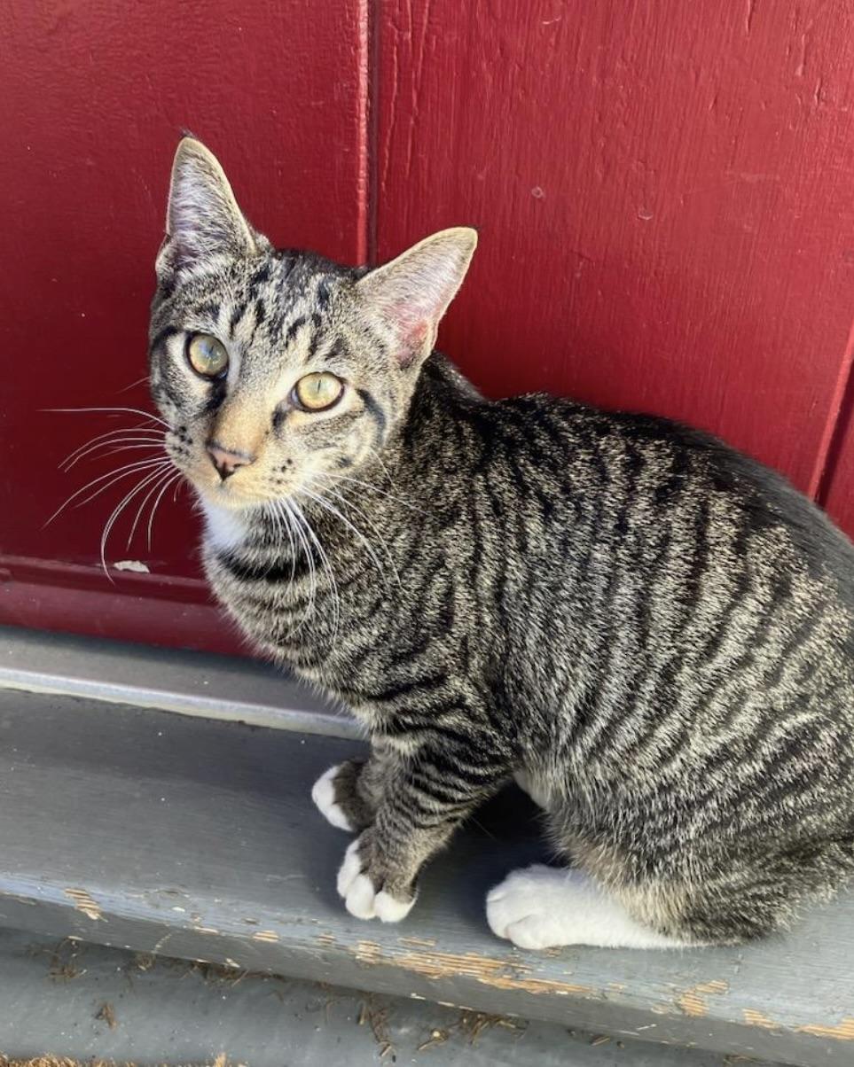 Truffle, a Adoptable Domestic Short Hair in San Francisco, CA image 2/6