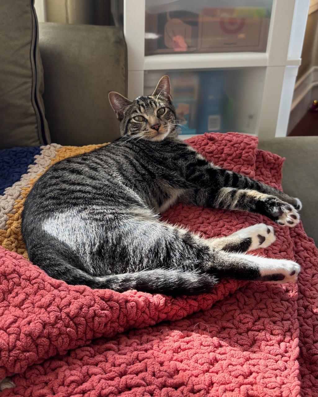 Truffle, a Adoptable Domestic Short Hair in San Francisco, CA image 3/6