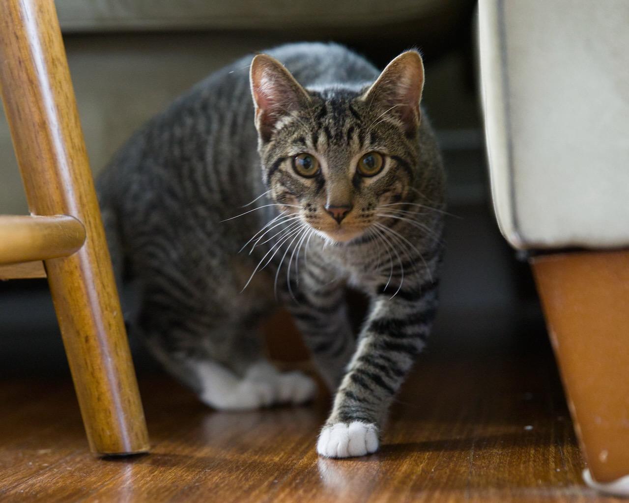 Truffle, a Adoptable Domestic Short Hair in San Francisco, CA image 4/6
