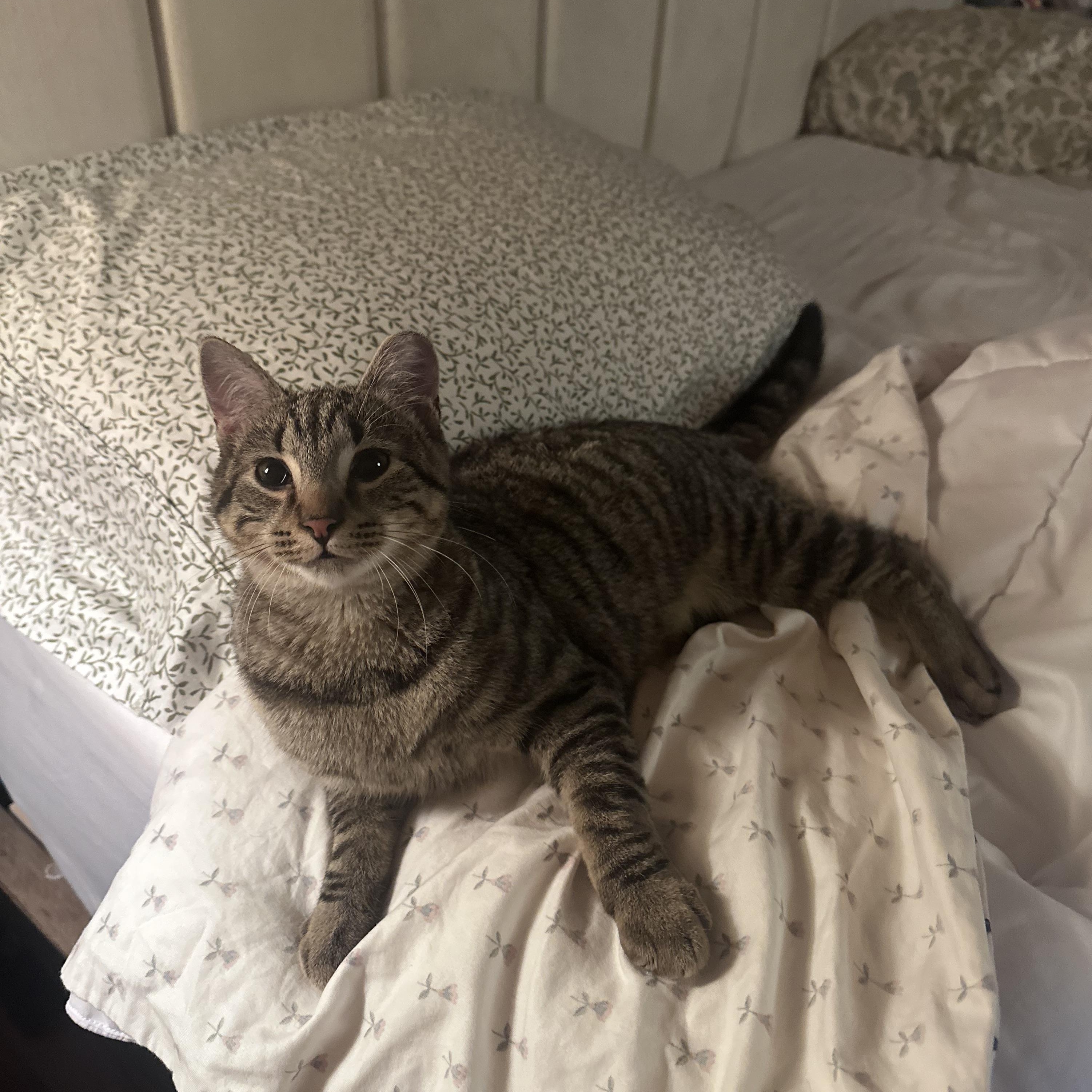 Enlarge Bear - Cuddle Bug!, a Adoptable Domestic Short Hair in Brick, NJ image 4/6