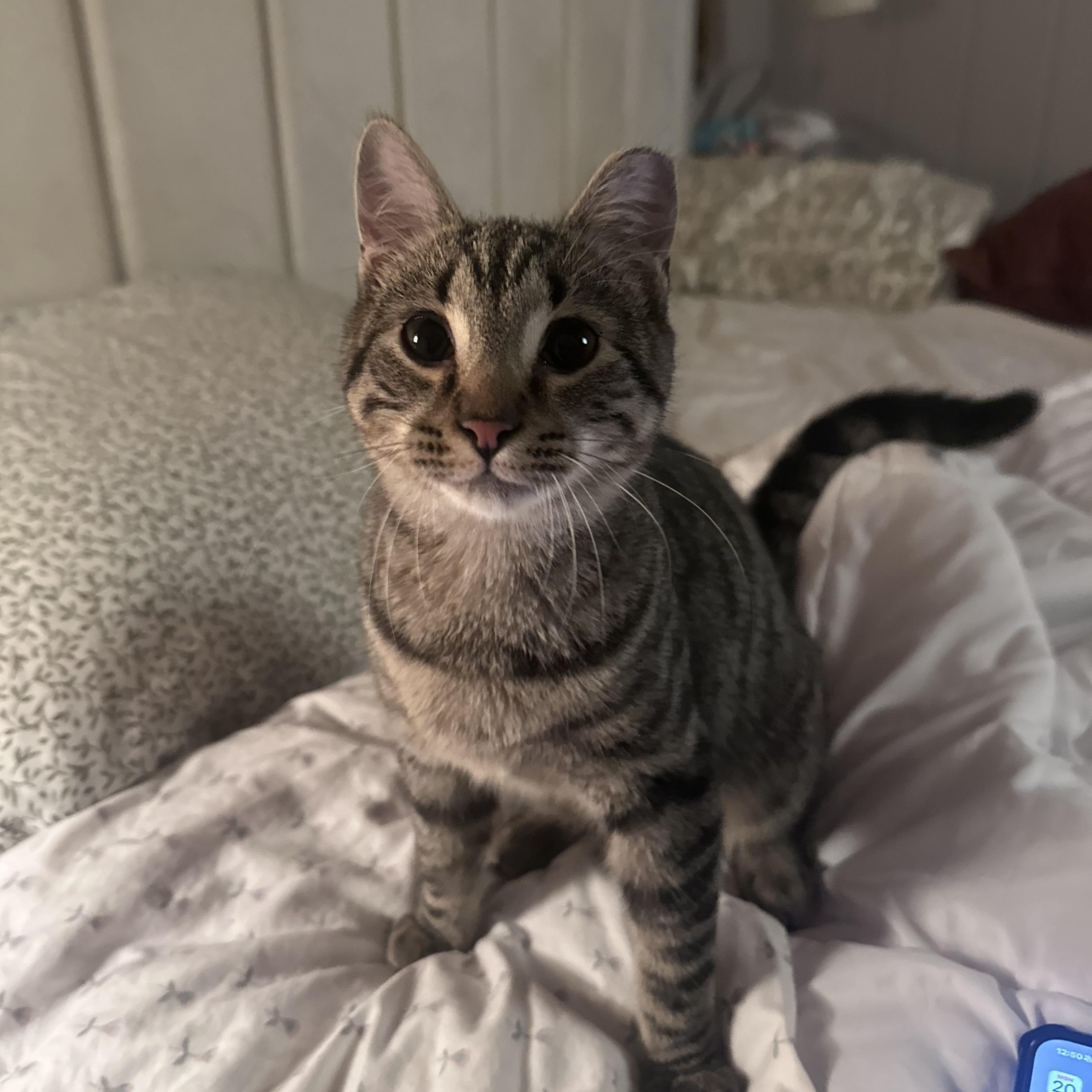 Enlarge Bear - Cuddle Bug!, a Adoptable Domestic Short Hair in Brick, NJ image 3/6