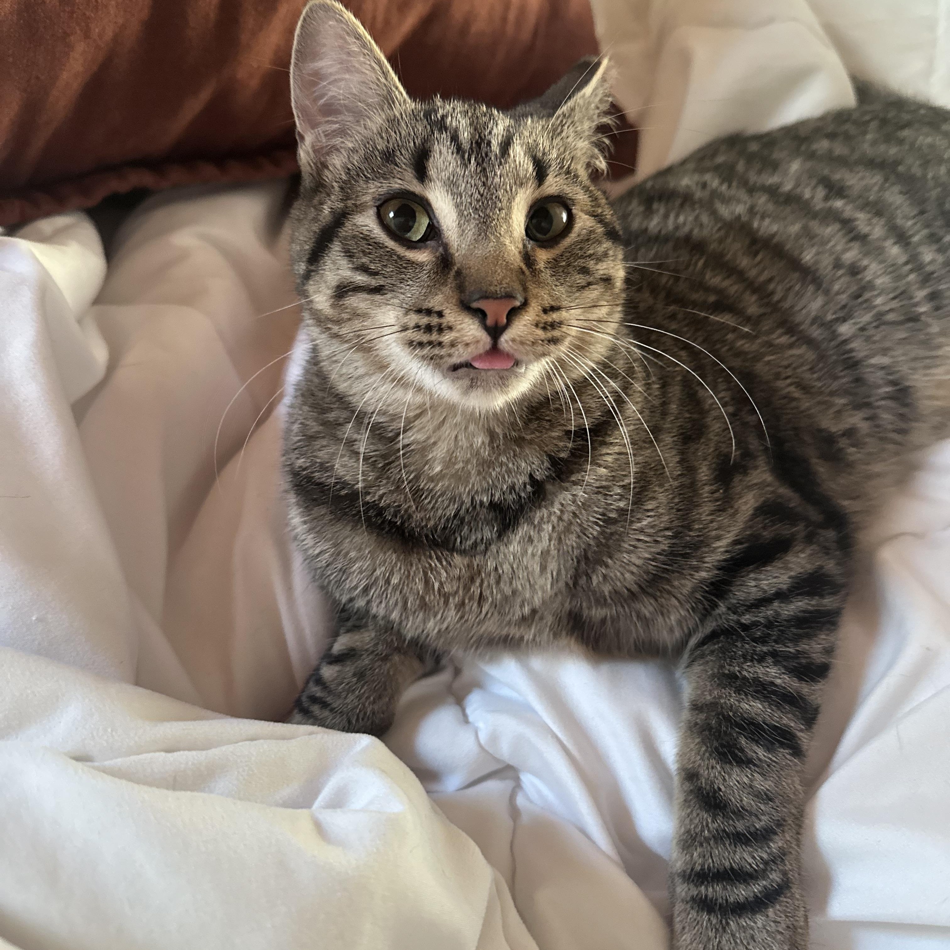 Bear - Cuddle Bug!, Adoptable, Young Male Domestic Short Hair.