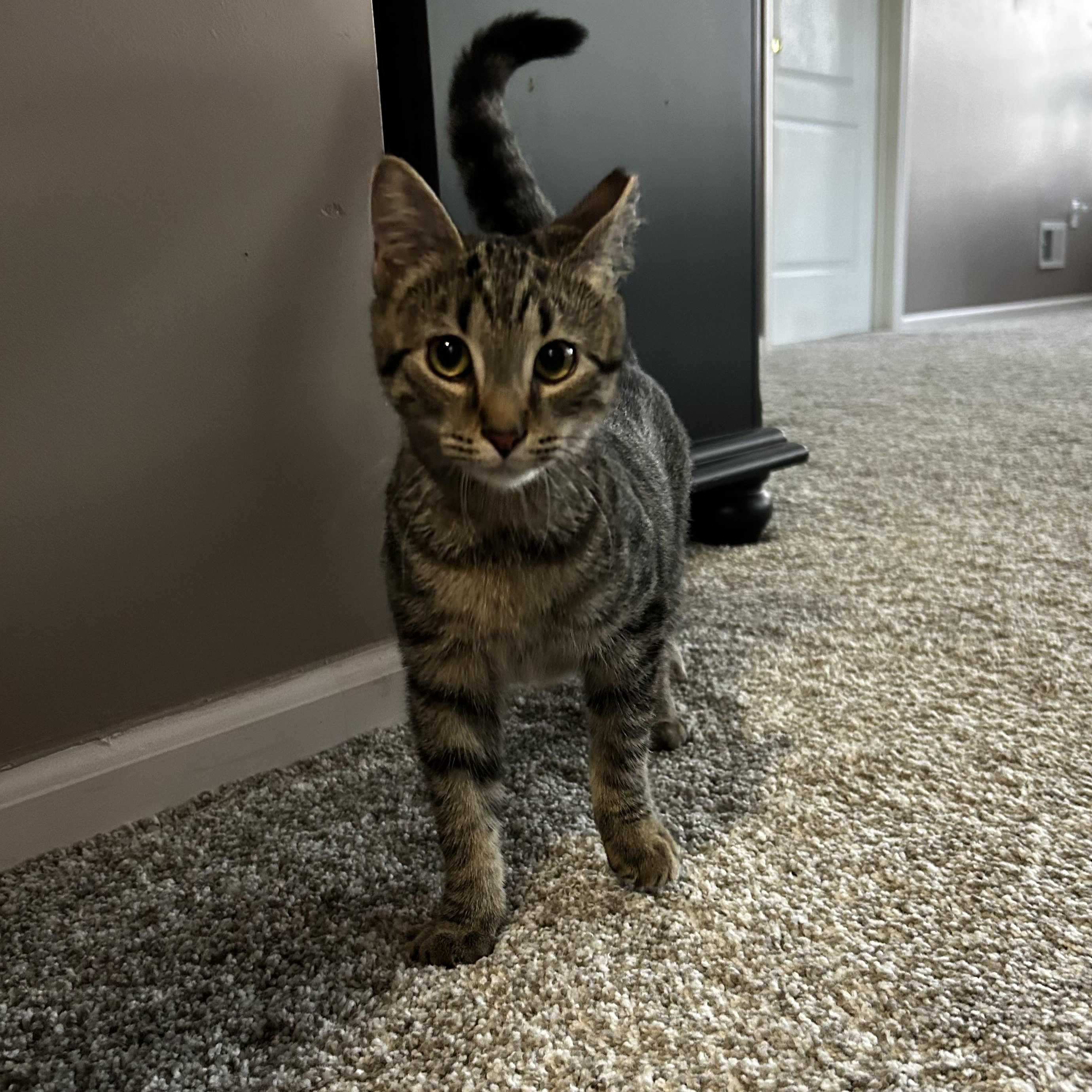 Enlarge Bear - Cuddle Bug!, a Adoptable Domestic Short Hair in Brick, NJ image 5/6