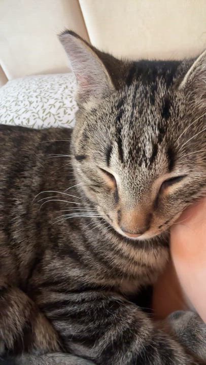 Enlarge Bear - Cuddle Bug!, a Adoptable Domestic Short Hair in Brick, NJ video 2/6