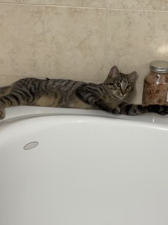 Enlarge Bear - Cuddle Bug!, a Adoptable Domestic Short Hair in Brick, NJ video 6/6