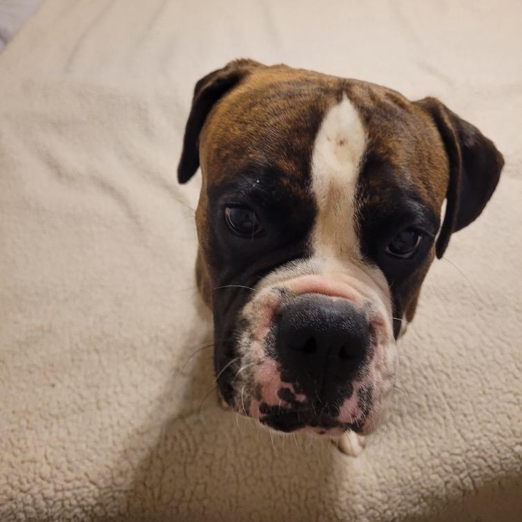 Rocky, a Adoptable Boxer in Montgomery, TX image 1/6