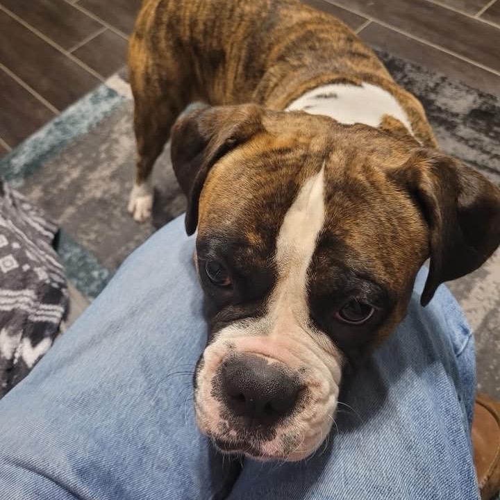 Rocky, a Adoptable Boxer in Montgomery, TX image 2/6