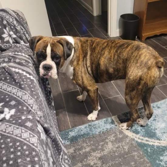 Rocky, a Adoptable Boxer in Montgomery, TX image 3/6