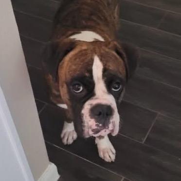 Rocky, a Adoptable Boxer in Montgomery, TX image 4/6
