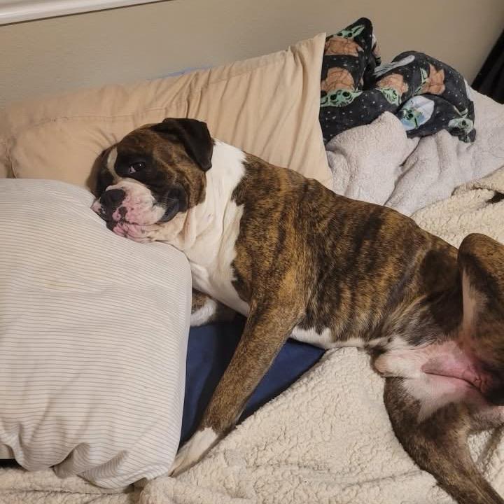 Rocky, a Adoptable Boxer in Montgomery, TX image 5/6