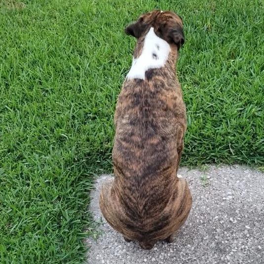 Rocky, a Adoptable Boxer in Montgomery, TX image 6/6