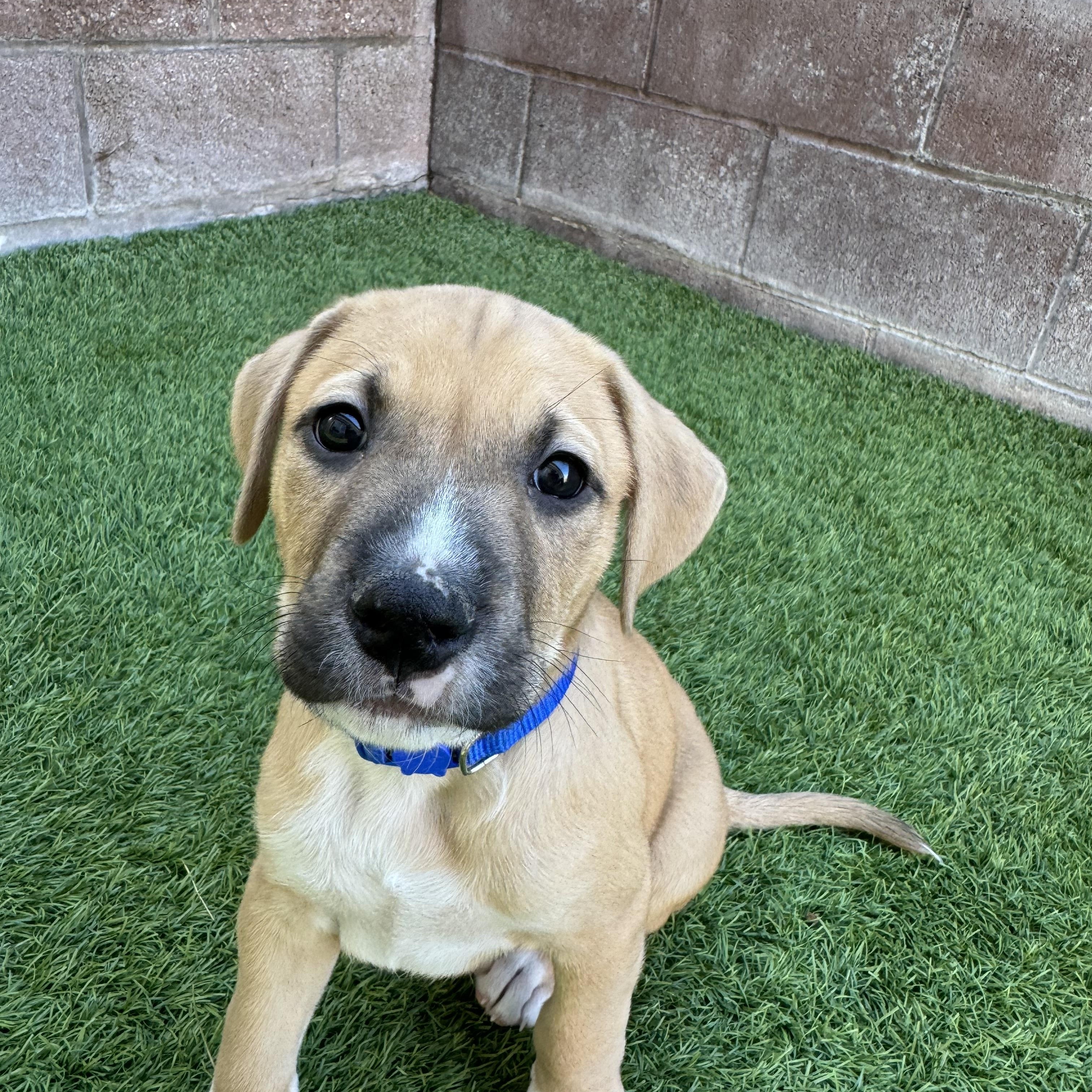 Mercury, Adoptable, Puppy Male Mixed Breed.