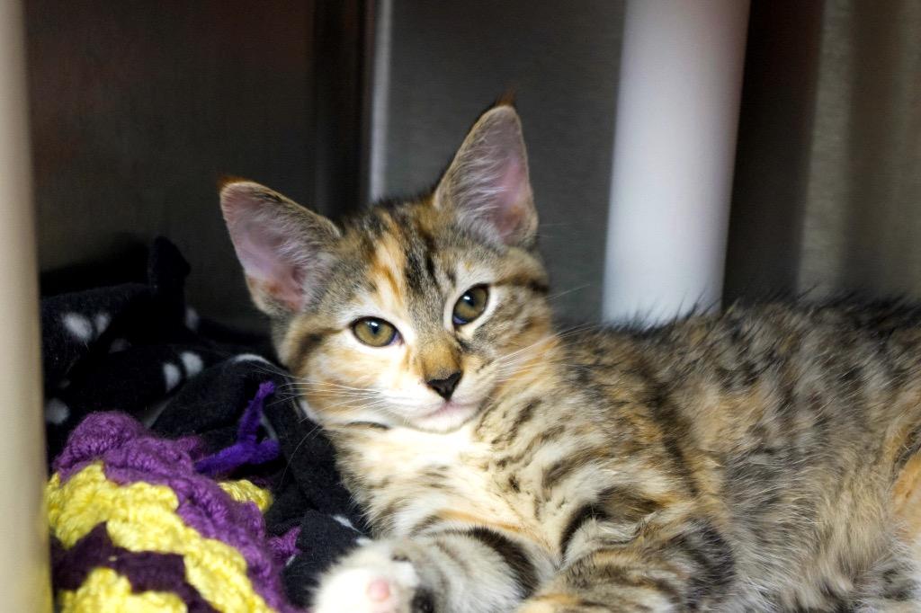 Enlarge Rachel Green, a Adoptable mixed breed in Shoreline, WA image 1/4