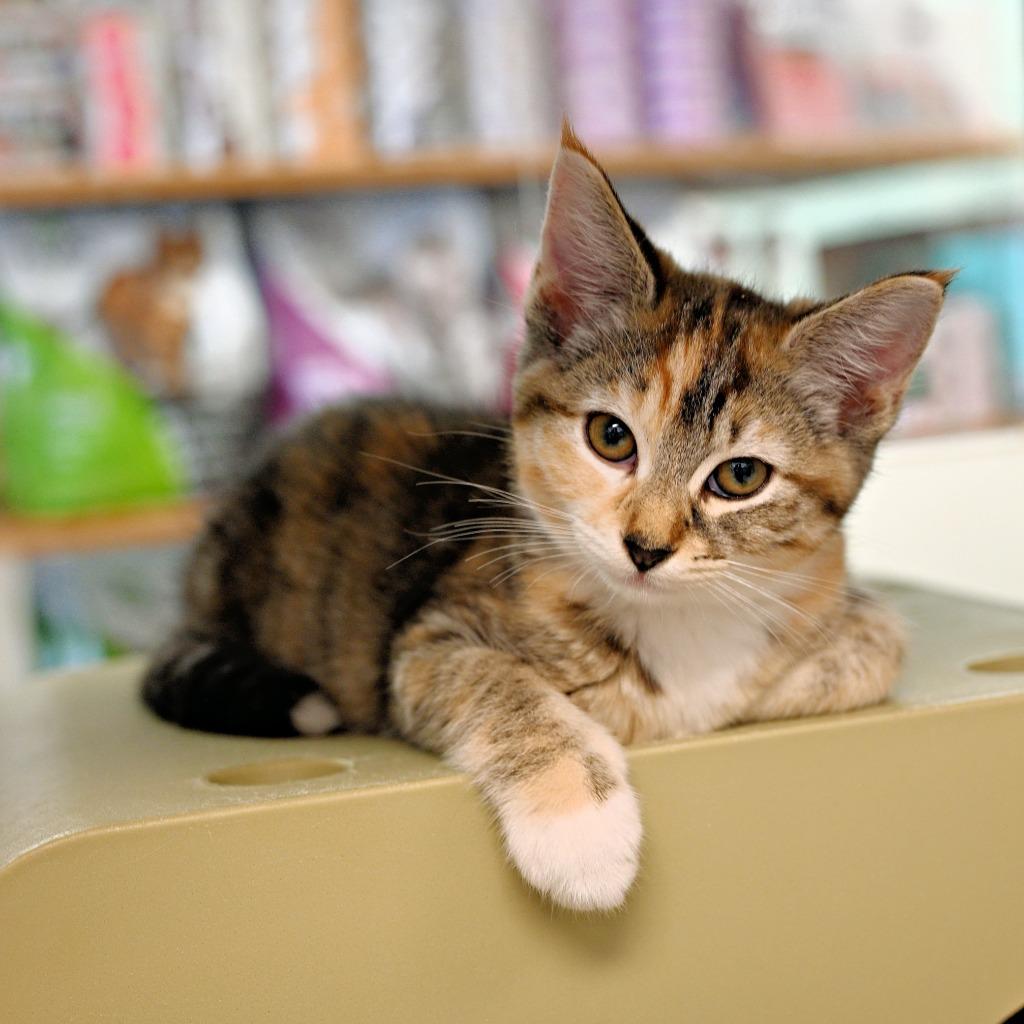 Enlarge Rachel Green, a Adoptable mixed breed in Shoreline, WA image 2/4