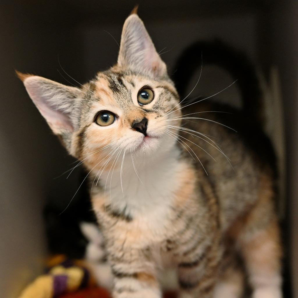 Enlarge Rachel Green, a Adoptable mixed breed in Shoreline, WA image 3/4