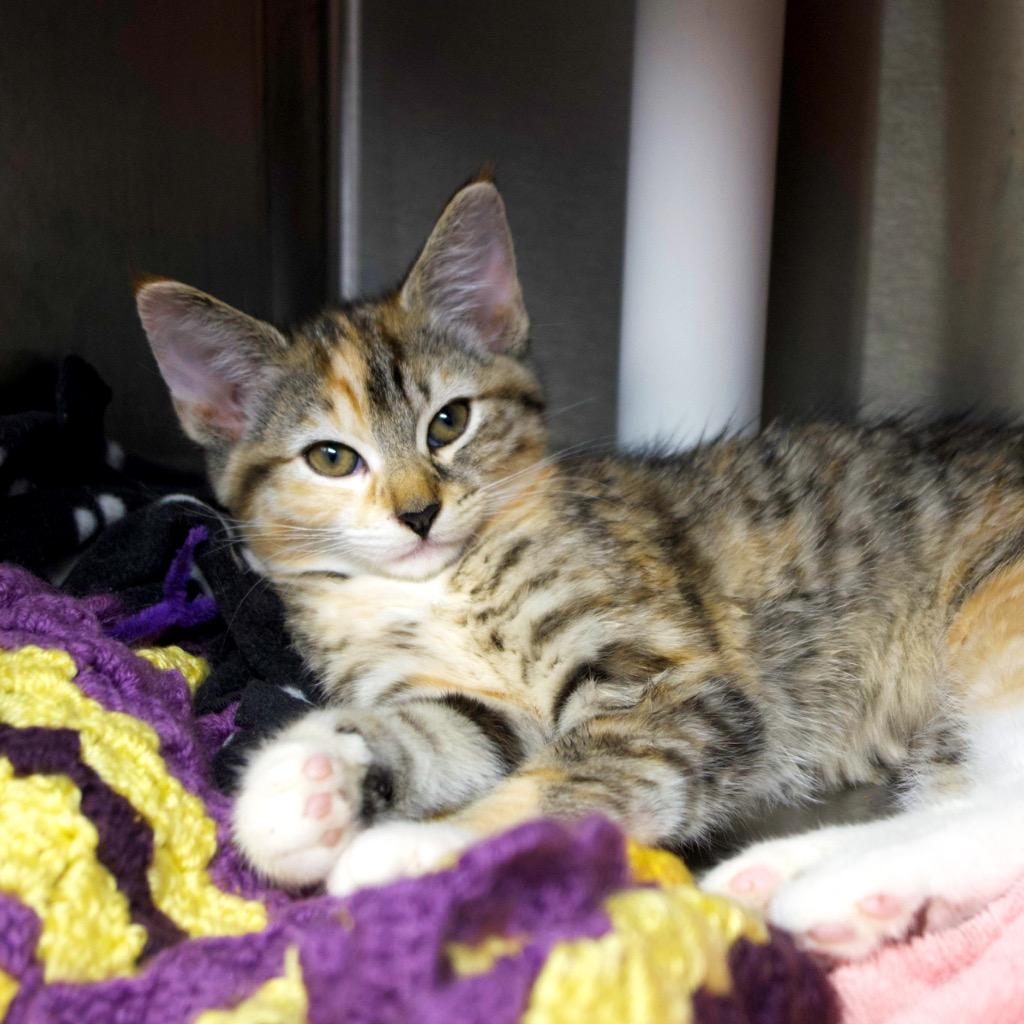 Enlarge Rachel Green, a Adoptable mixed breed in Shoreline, WA image 4/4