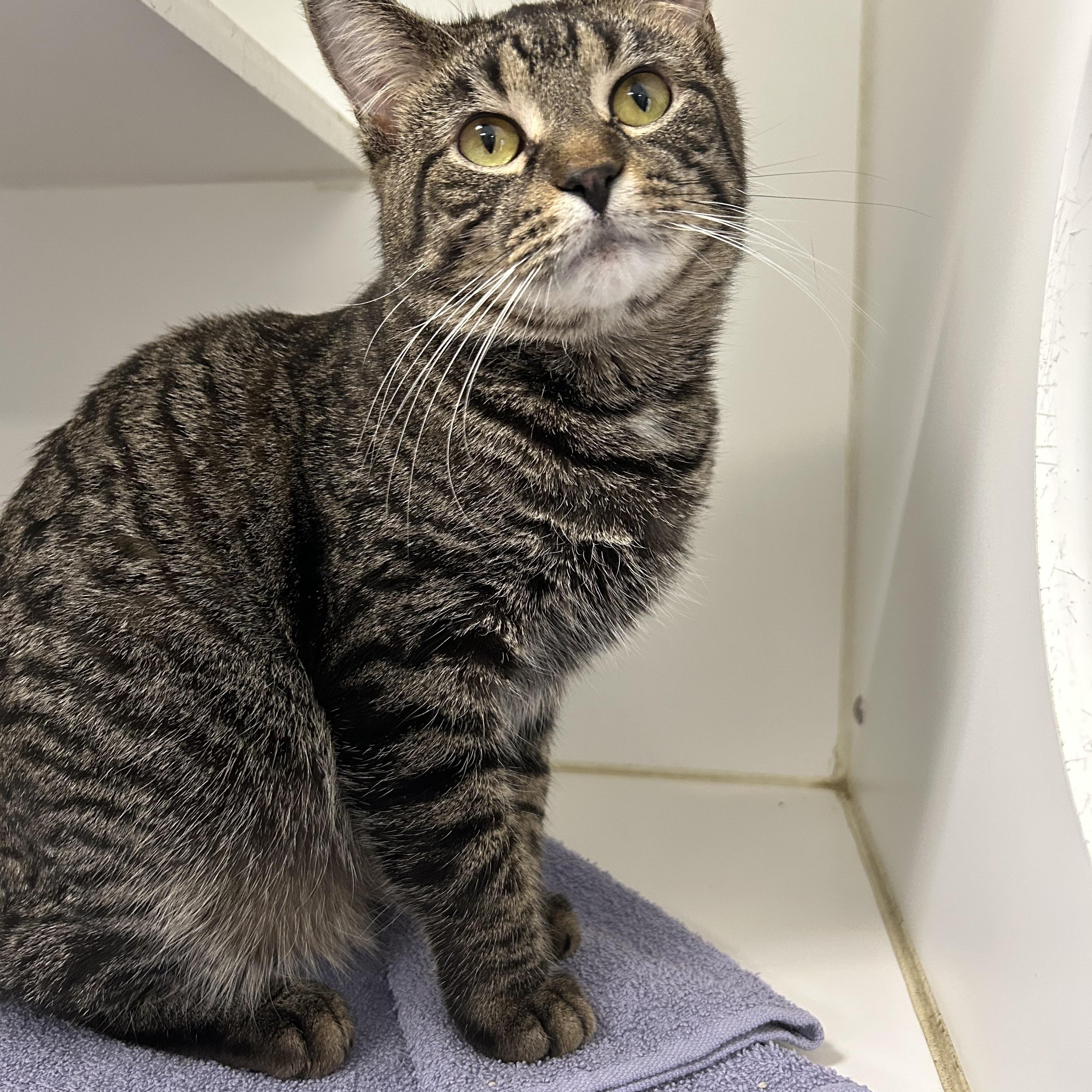 Luis, a Adoptable Domestic Short Hair in La Grange Park, IL image 4/4