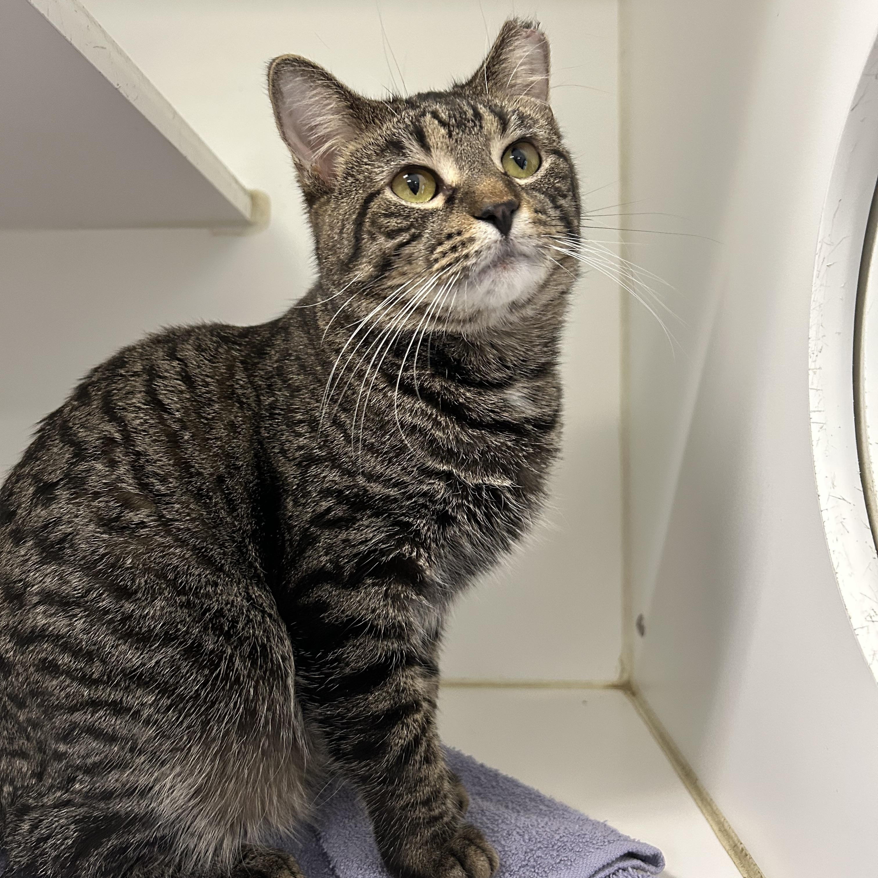 Luis, a Adoptable Domestic Short Hair in La Grange Park, IL image 3/4