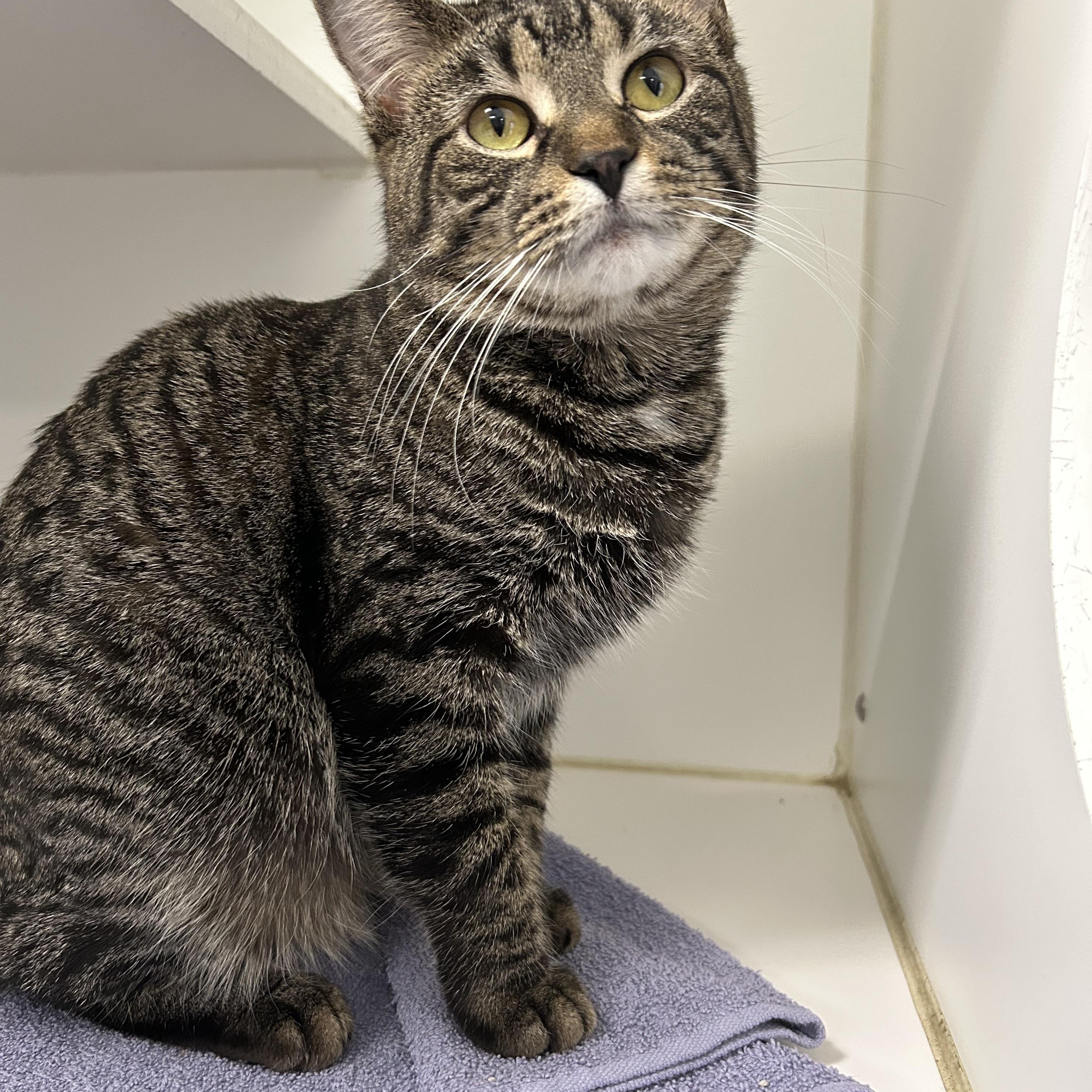 Luis, Adoptable, Adult Male Domestic Short Hair.