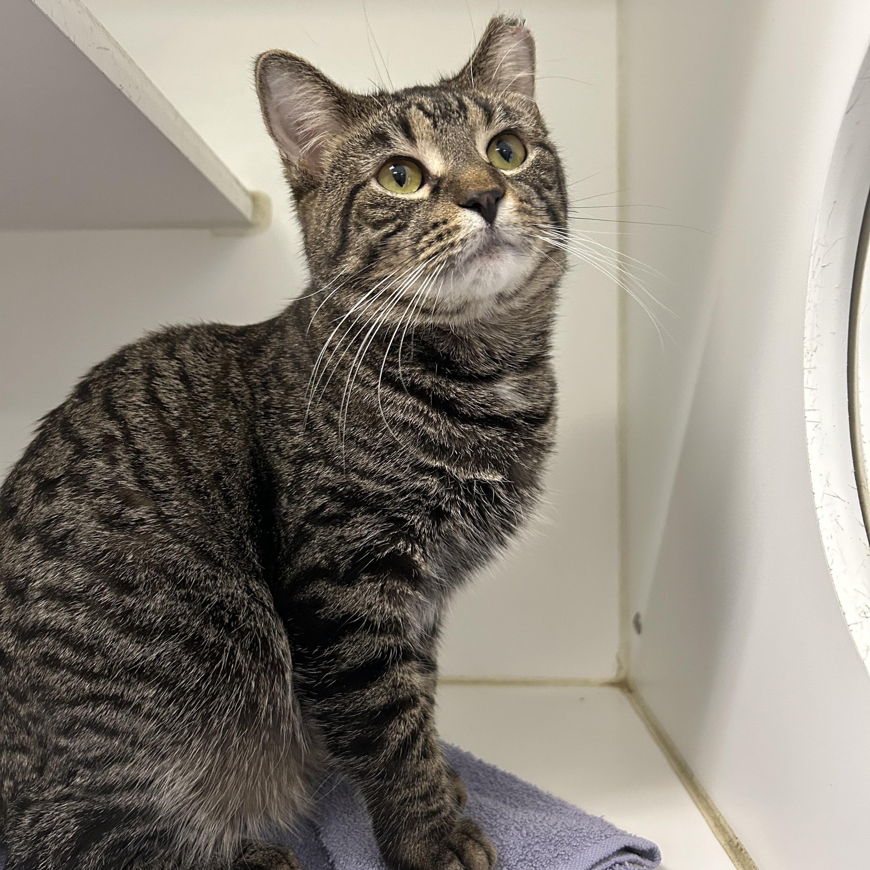 Luis, Adoptable, Adult Male Domestic Short Hair.