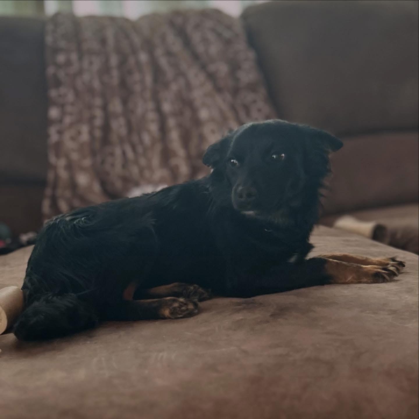 Enlarge Denny, an adopted mixed breed in West Falls, NY image 2/3