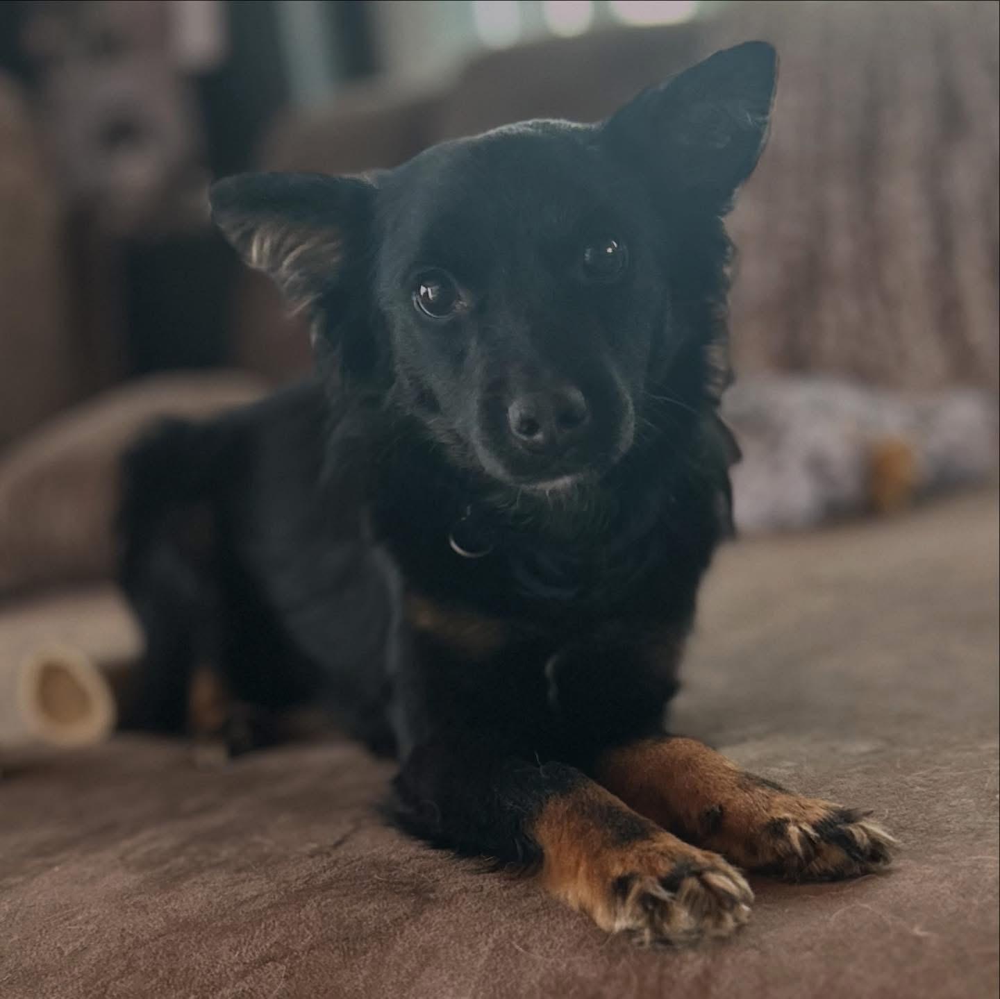 Enlarge Denny, an adopted mixed breed in West Falls, NY image 1/3