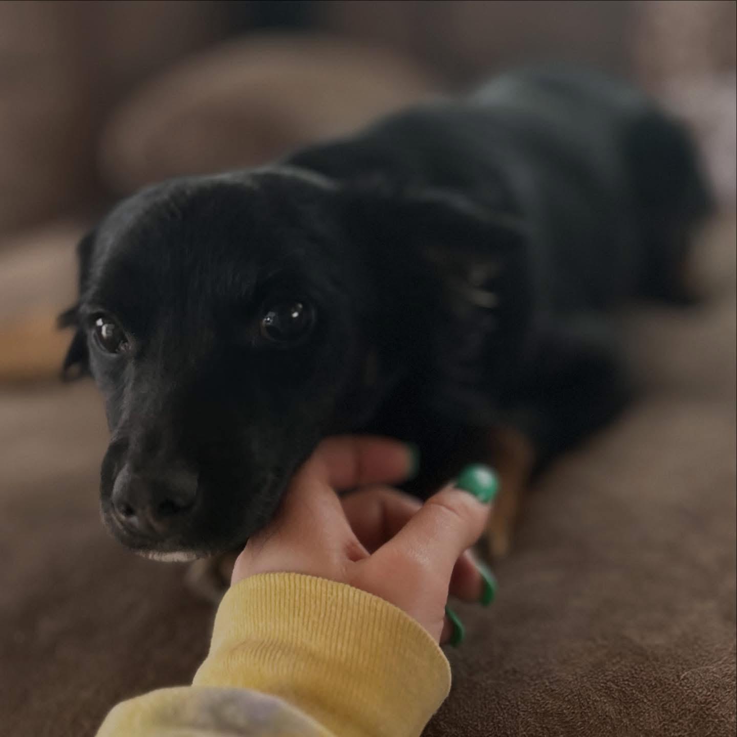 Enlarge Denny, an adopted mixed breed in West Falls, NY image 3/3