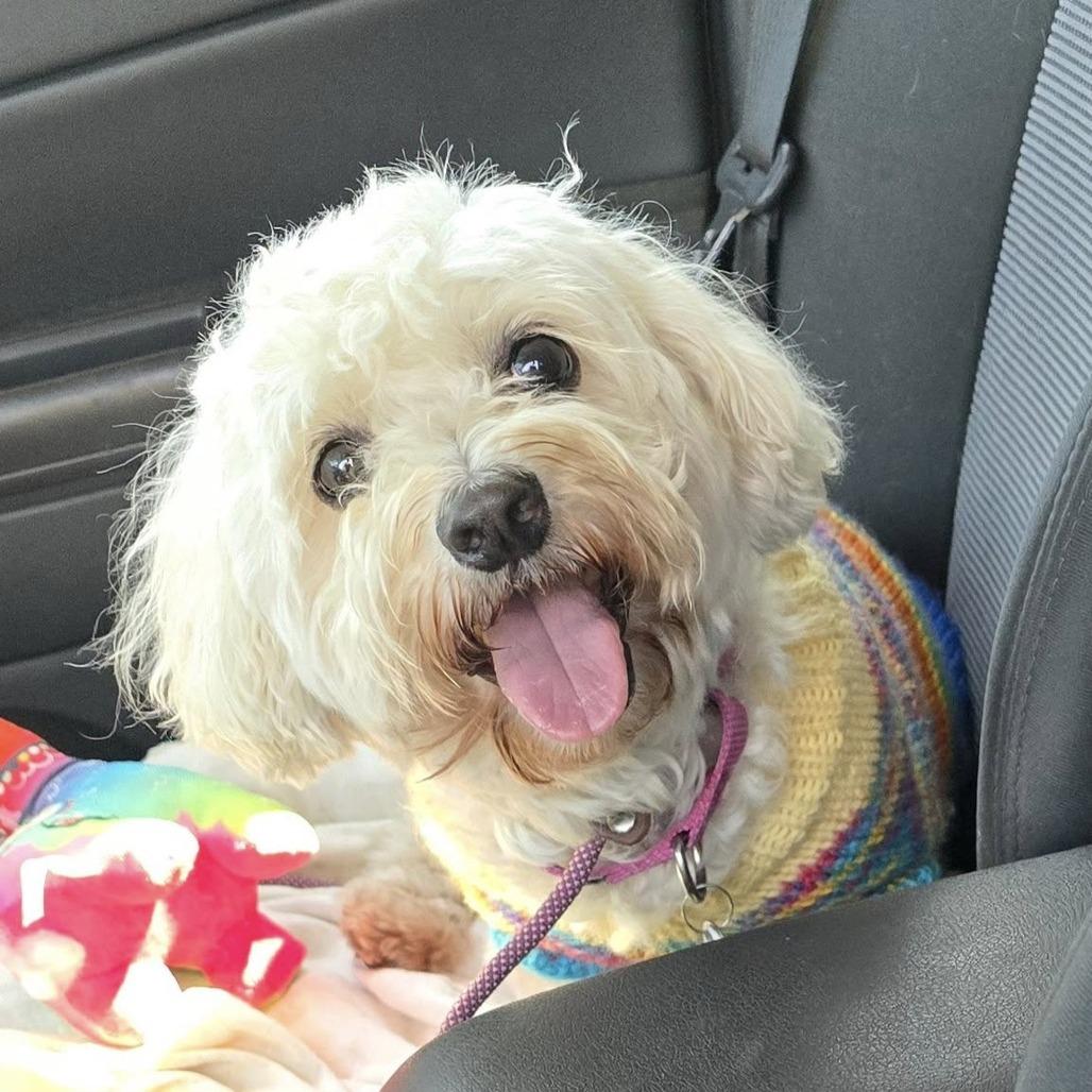 Kohala, a Adoptable Coton de Tulear in Ramona, CA image 6/6