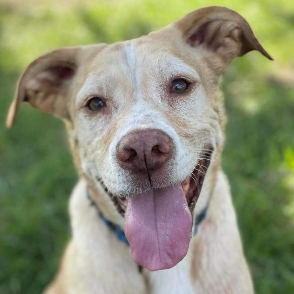 Bernie, a Adoptable mixed breed in Sarasota, FL image 2/5