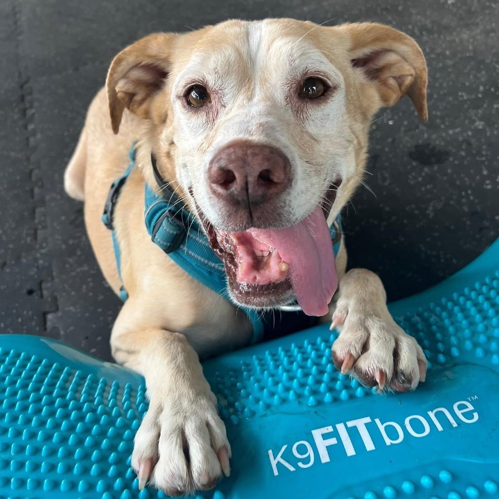 Enlarge Bernie, a Adoptable mixed breed in Sarasota, FL image 3/6