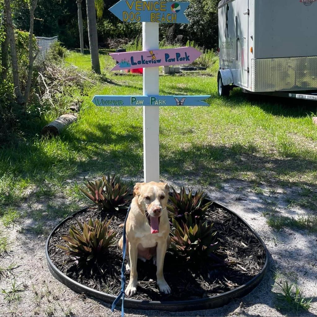 Enlarge Bernie, a Adoptable mixed breed in Sarasota, FL image 3/6