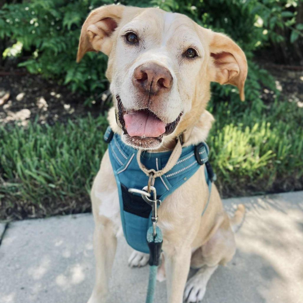 Enlarge Bernie, a Adoptable mixed breed in Sarasota, FL image 4/6