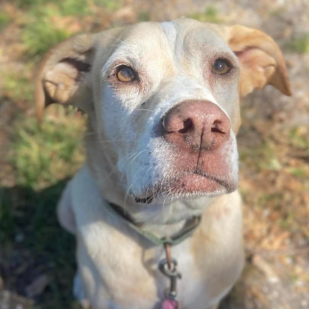 Enlarge Bernie, a Adoptable mixed breed in Sarasota, FL image 5/6