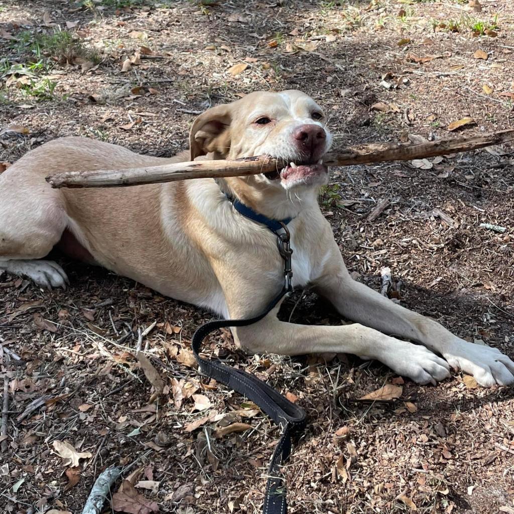 Enlarge Bernie, a Adoptable mixed breed in Sarasota, FL image 6/6