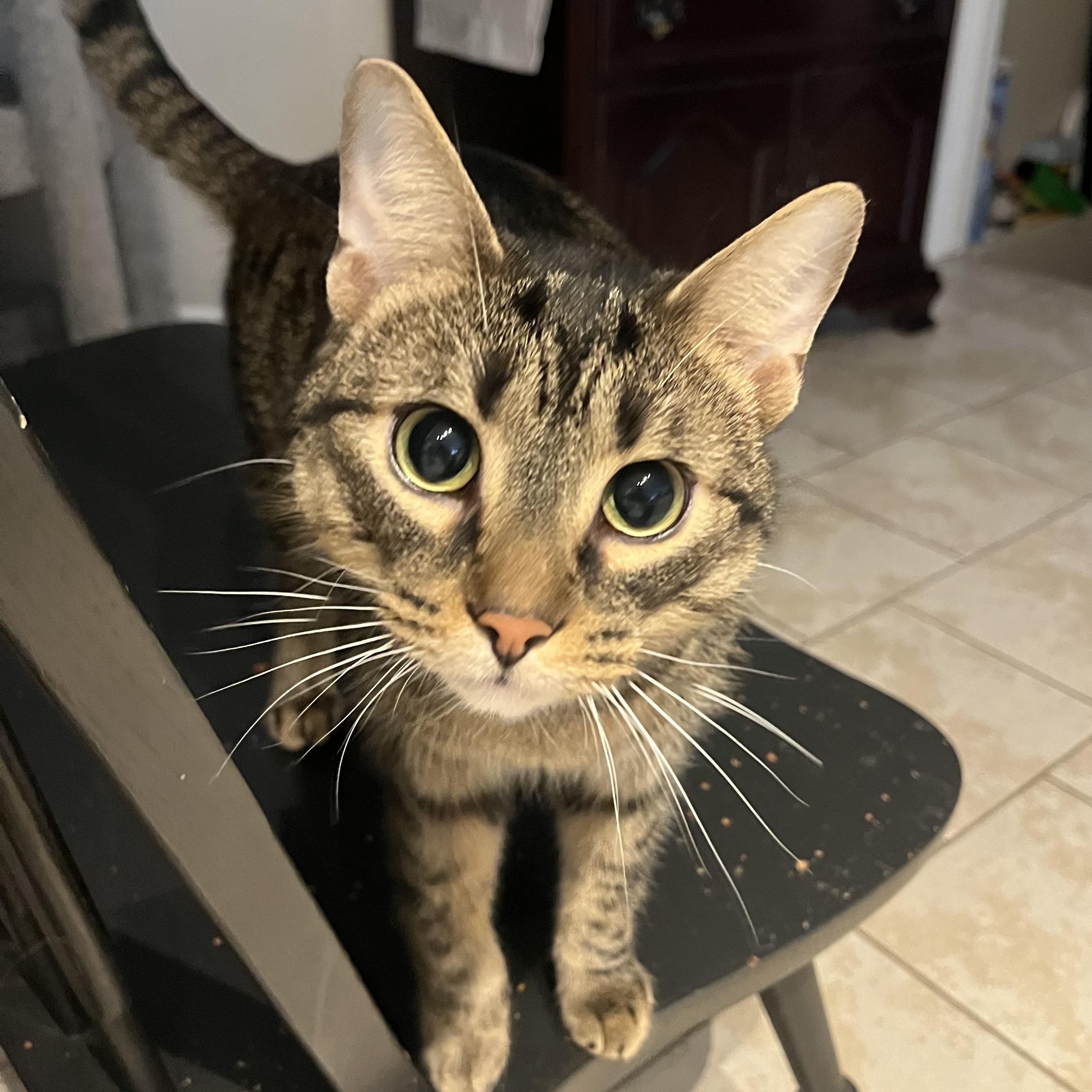 Mousse, Adoptable, Adult Male Tabby.