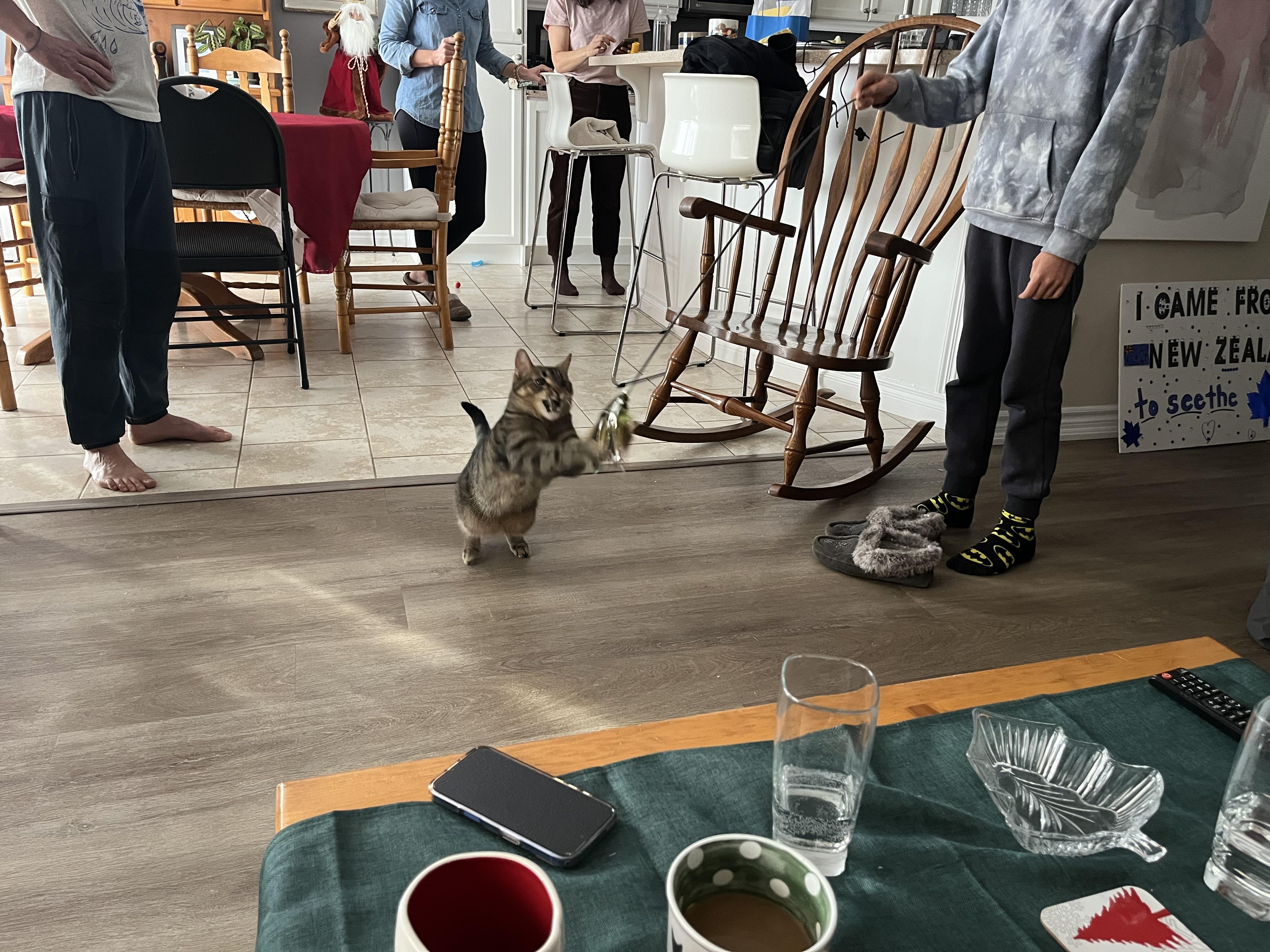 Enlarge Mousse, an adopted Tabby in Hamilton, ON image 4/6