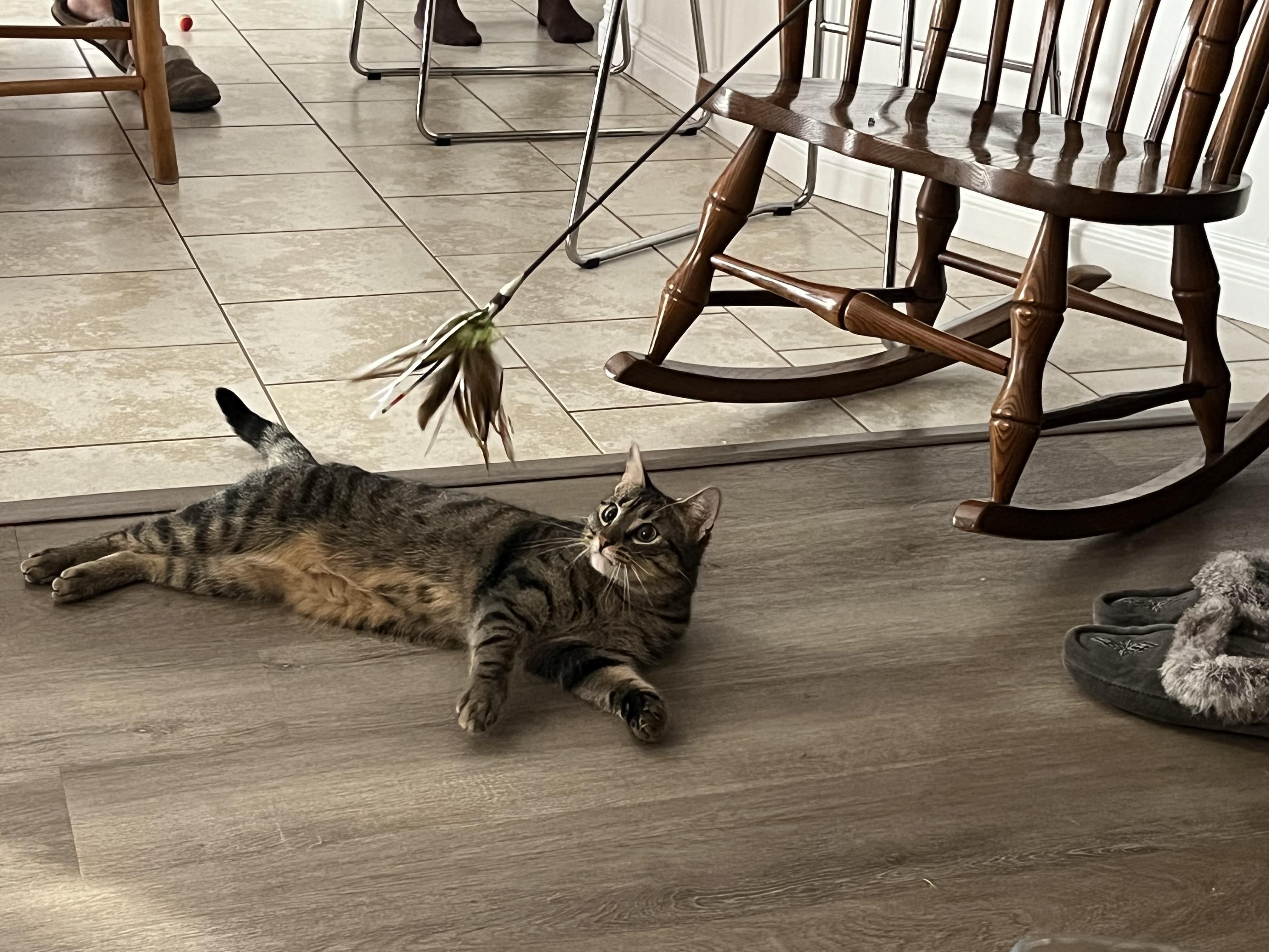 Enlarge Mousse, an adopted Tabby in Hamilton, ON image 5/6