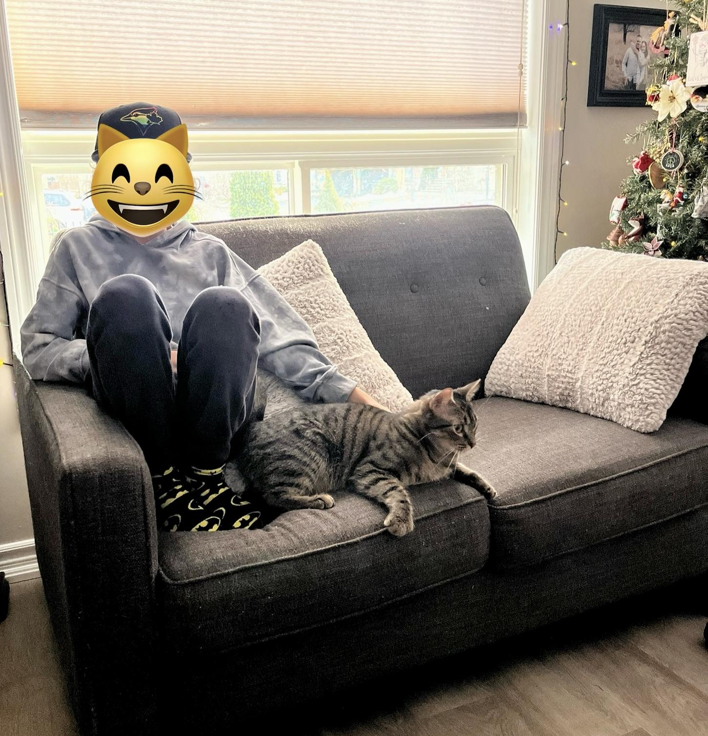 Enlarge Mousse, an adopted Tabby in Hamilton, ON image 6/6