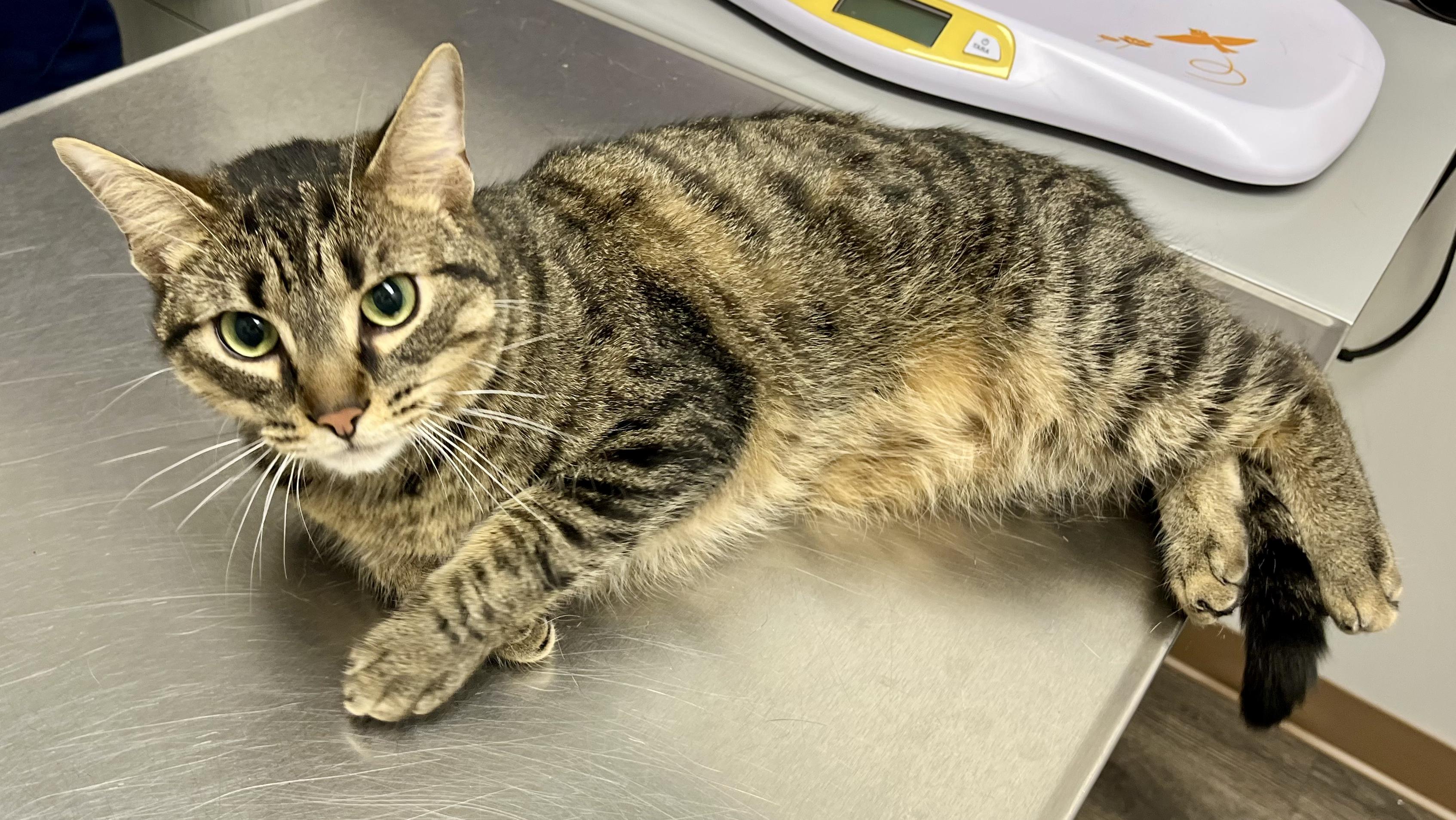 Enlarge Mousse, a Adoptable Tabby in Hamilton, ON image 3/5