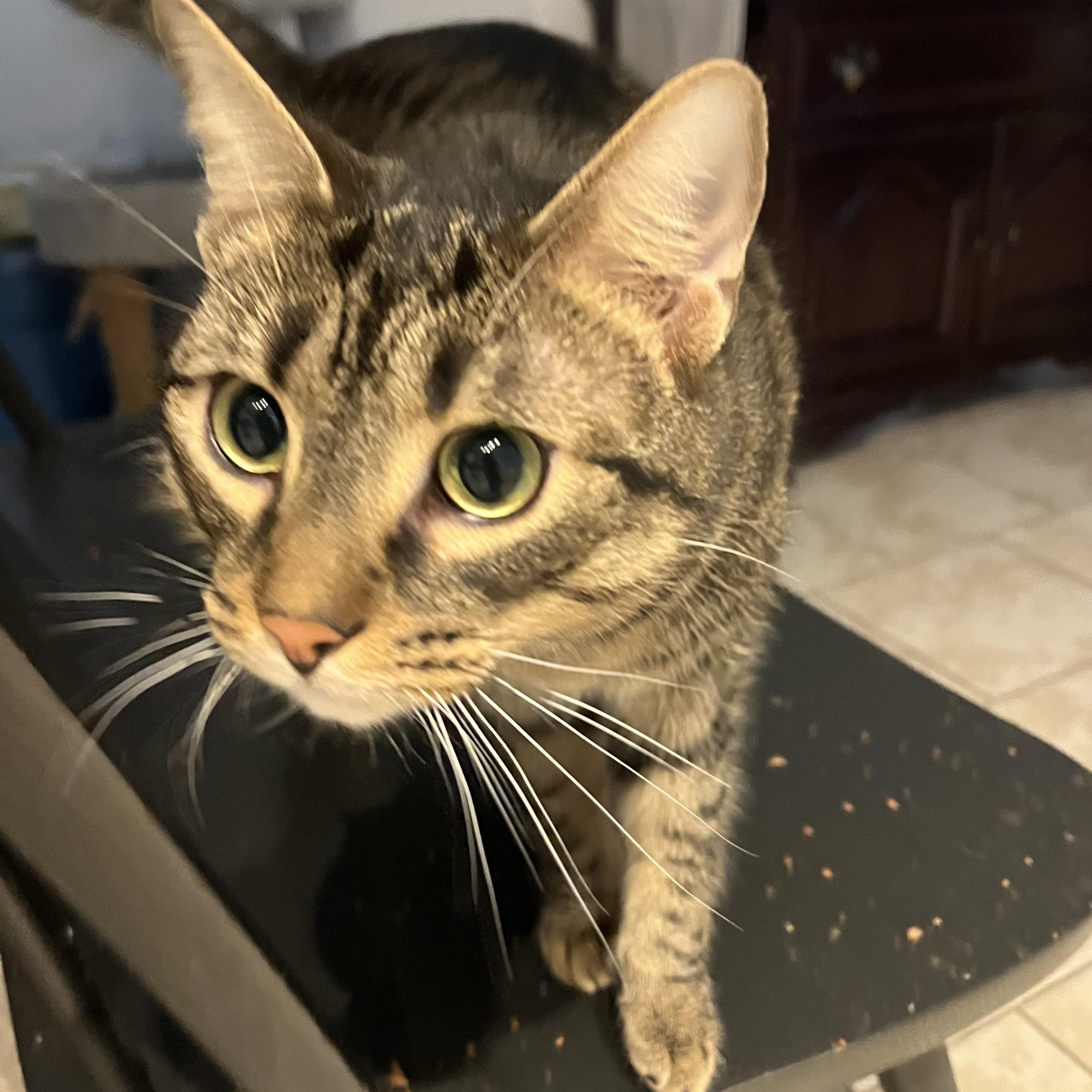 Enlarge Mousse, a Adoptable Tabby in Hamilton, ON image 4/5