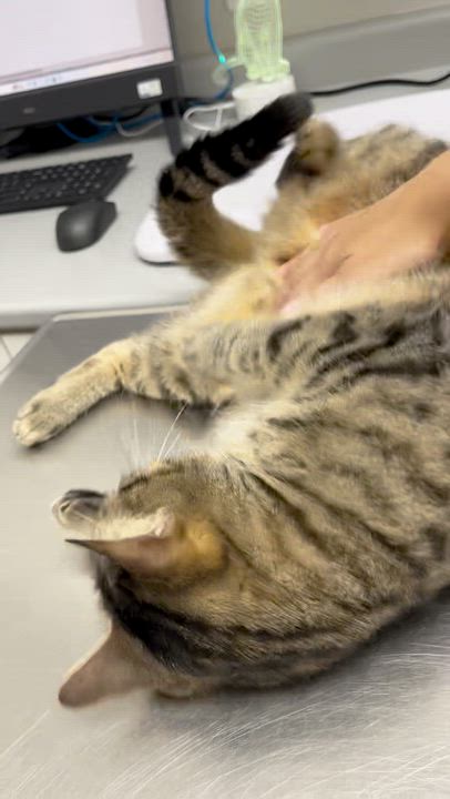 Enlarge Mousse, a Adoptable Tabby in Hamilton, ON video 5/5