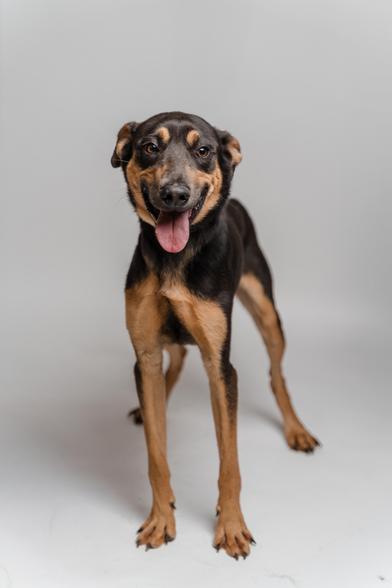 Tribilin thumbnail 2