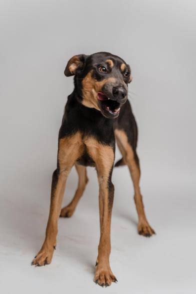 Tribilin thumbnail 4