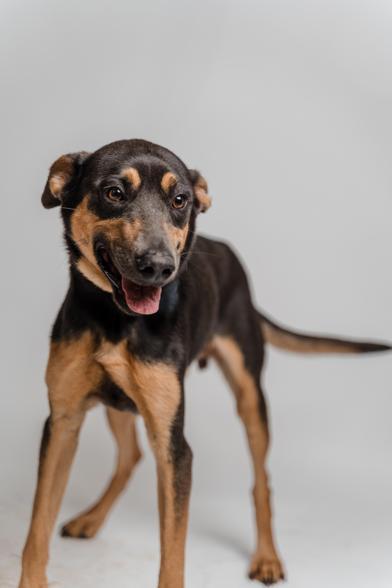 Tribilin thumbnail 3