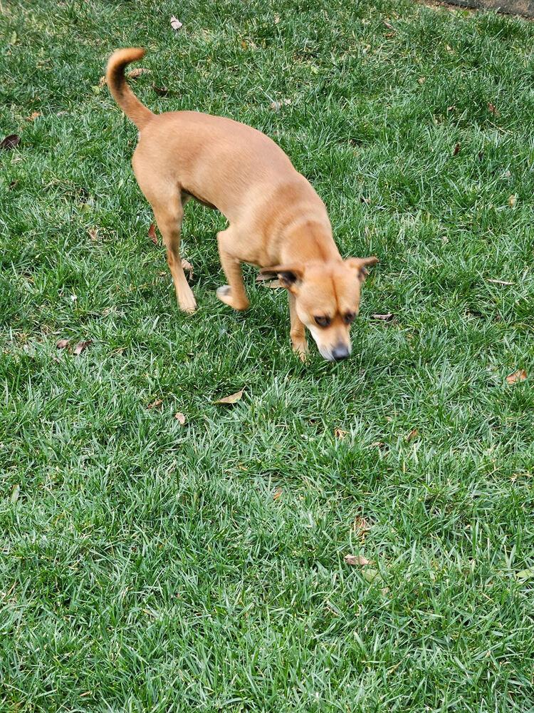 JJ, Adoptable, Adult Male Mixed Breed.