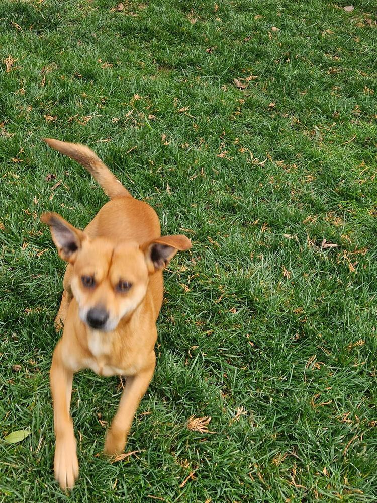 Enlarge JJ, a Adoptable Mixed Breed in Chattanooga, TN image 2/3