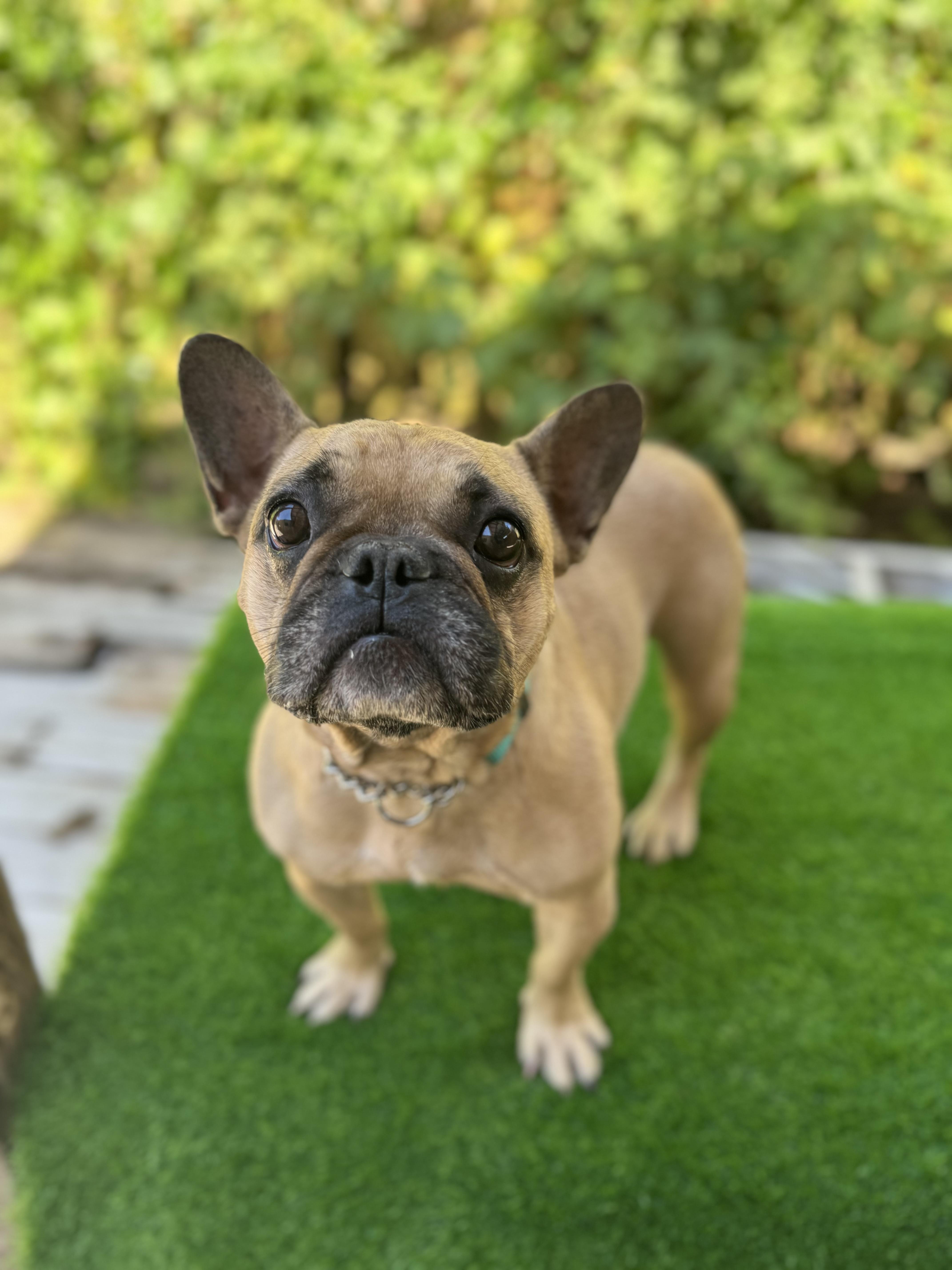BUTTERSCOTCH, ADOPTABLE, Adult Female French Bulldog.