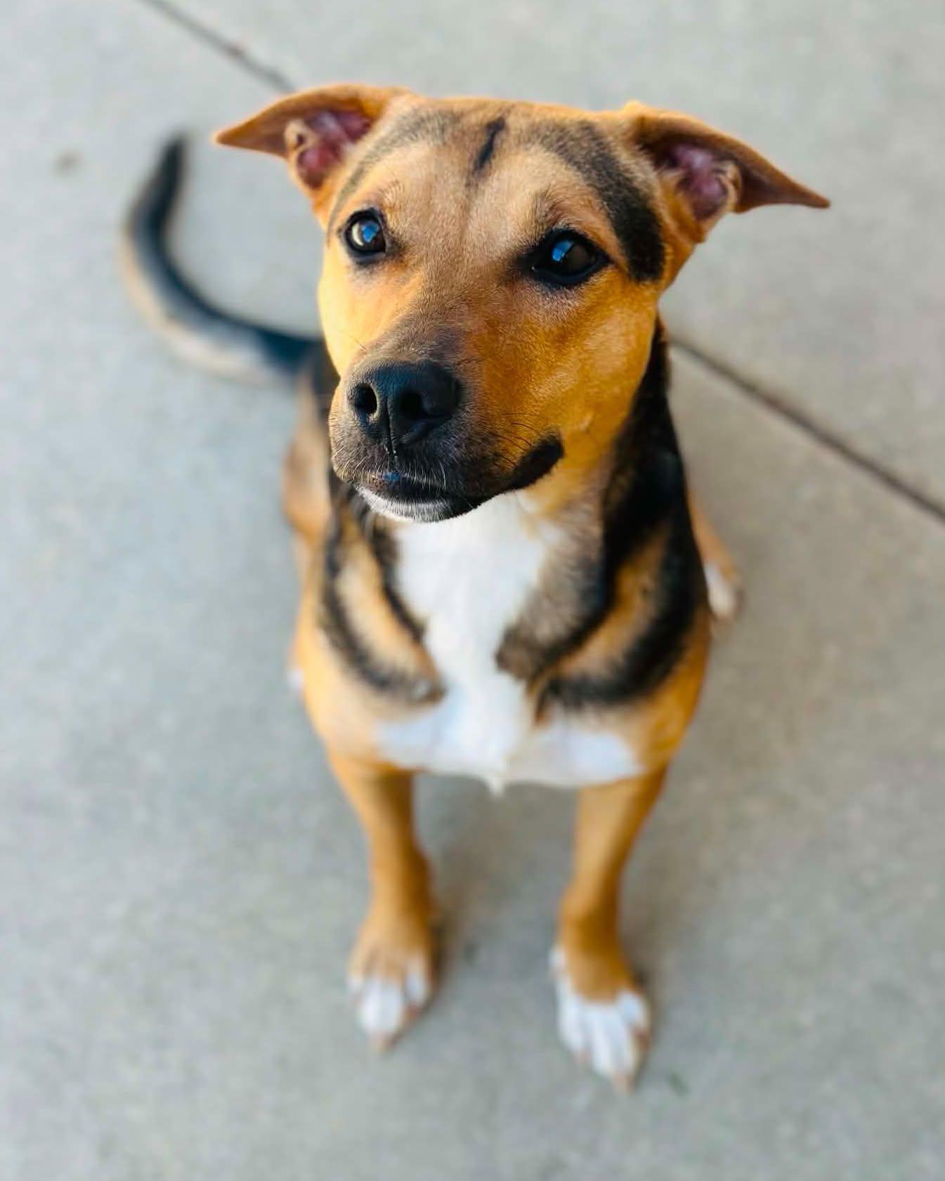 Dena, Adopted, Adult Female Mixed Breed & Hound.