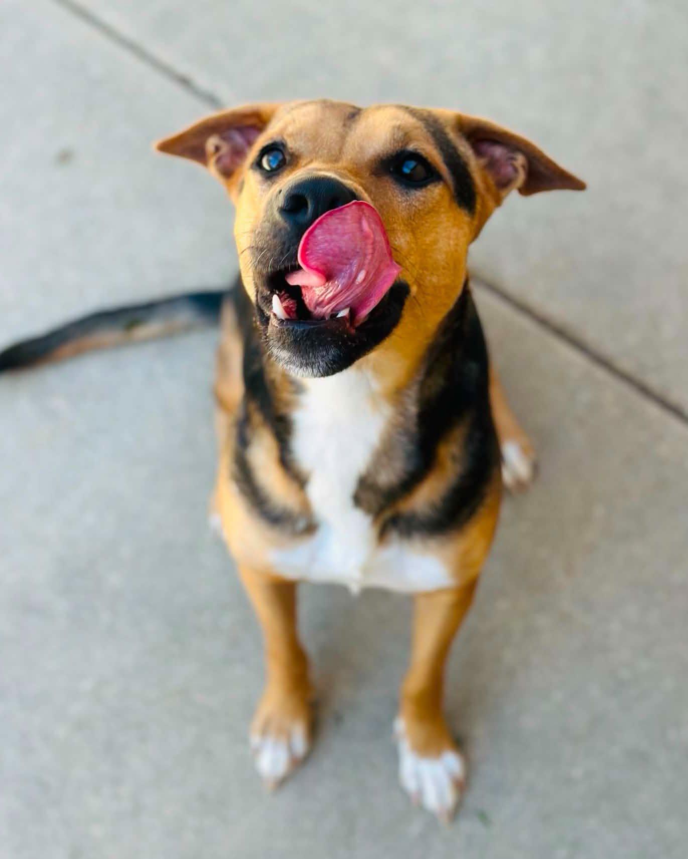 Enlarge Dena, a Adopted mixed breed in Fremont, MI image 2/2