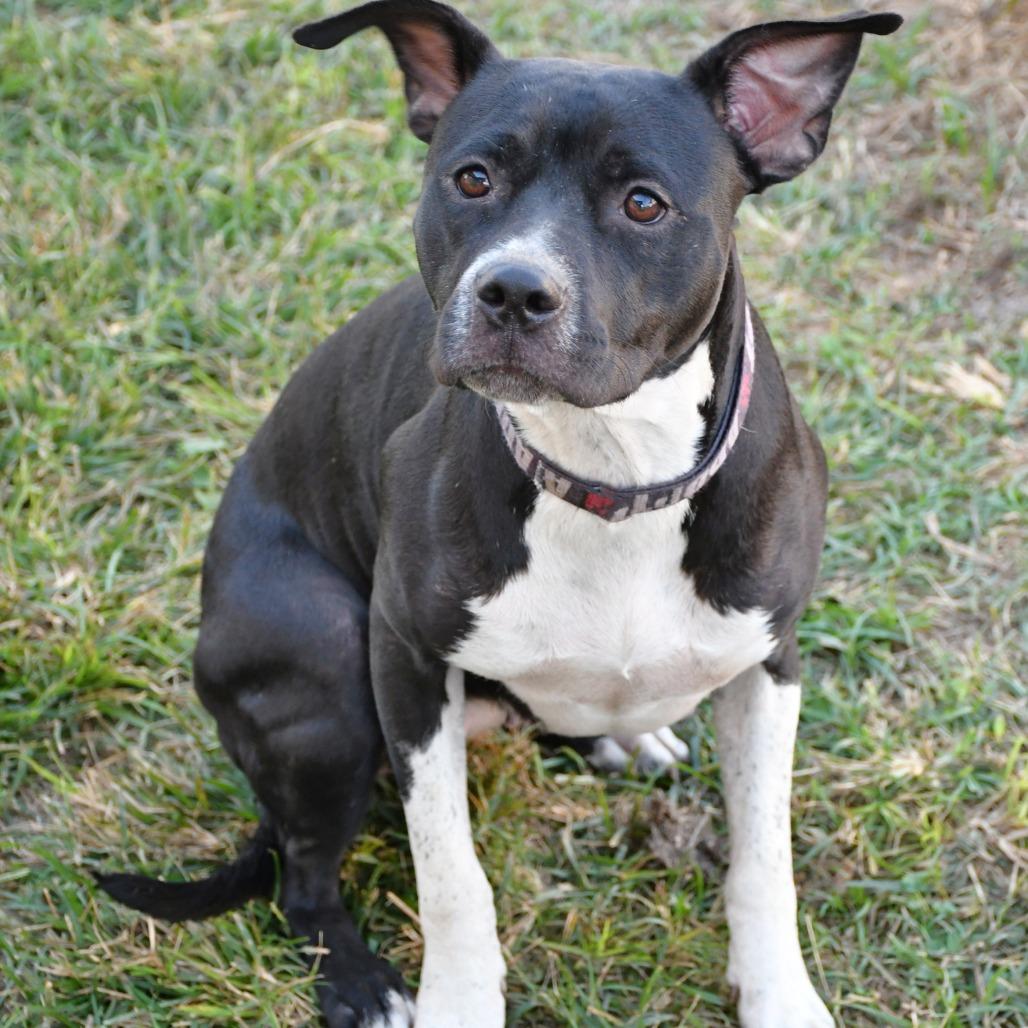 Enlarge Belle, a Adoptable Pit Bull Terrier in Beaumont, TX image 1/3